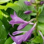 Hosta clausa Flower