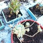 Graptopetalum macdougallii Leaf