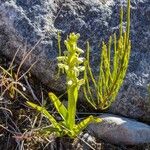 Platanthera hyperborea Frunză