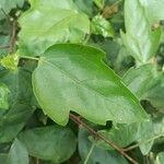 Acer buergerianum 葉
