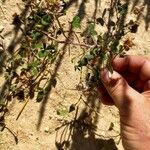 Trifolium pallescens Blad