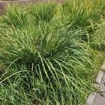 Carex elata Fuelha