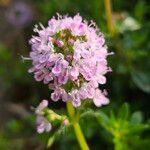 Thymus longicaulis 花