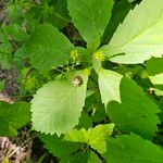 Sanicula canadensis Hoja