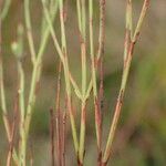 Hypericum gentianoides Écorce