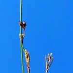 Luzula sylvatica Flower