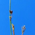 Luzula sylvatica Blüte