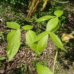 Carya ovata Hoja