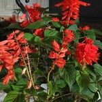 Salvia splendens Foglia