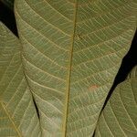 Pouteria viridis List