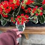 Kalanchoe crenataЛисток