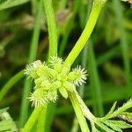 Torilis nodosa Fruit