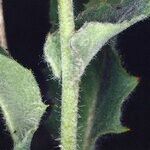 Hieracium sutteri Corteza