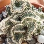 Cylindropuntia fulgida Folha