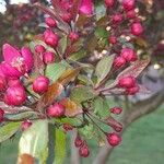 Malus × floribunda फल