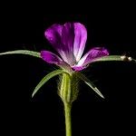 Agrostemma githago 花