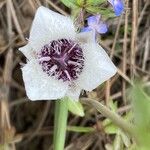 Calochortus elegans