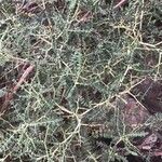 Sarcopoterium spinosum Likasa