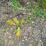 Acacia cultriformis Leaf