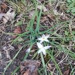 Ipheion uniflorum Habitus