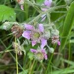 Rubus sprengelii 花