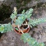 Euphorbia corsica Hostoa