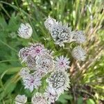 Astrantia major Blomma