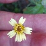 Tridax procumbens Blomst