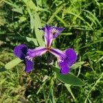 Iris setosa ফুল