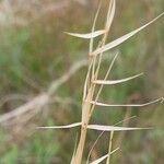 Stipa pennata Liść