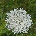 Daucus muricatus Fula