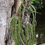 Arthroclianthus maximus Плод