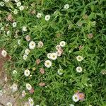 Erigeron karvinskianus ᱛᱟᱦᱮᱸ