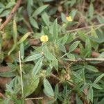 Stylosanthes fruticosa Blüte