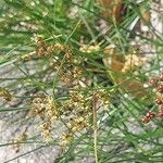 Juncus compressus Çiçek