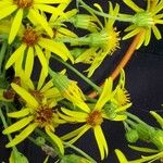 Jacobaea paludosa Blüte