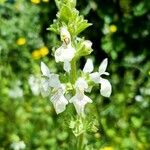 Stachys spinulosa Blodyn