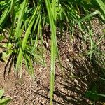 Hemerocallis minor Leaf