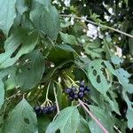 Cornus amomum Frucht