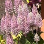 Ptilotus extenuatus Flor