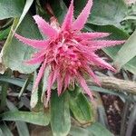 Aechmea fasciata Цветок