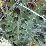 Cirsium foliosum برگ