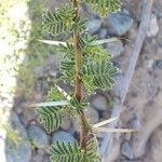 Acacia tortilis Hoja