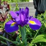 Iris latifoliaFlower