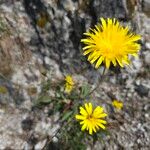 Leontodon incanus Flower