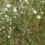 Draba incana Fleur