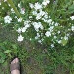 Gypsophila elegans花