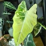 Alocasia micholitzianaLeaf