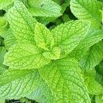 Mentha spicata Blatt