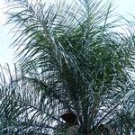 Acrocomia aculeata Hoja